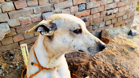 Portrait of a dog on a background of a brick wall.の写真素材