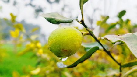 Lemon on the tree in the garden. Selective focus.の写真素材