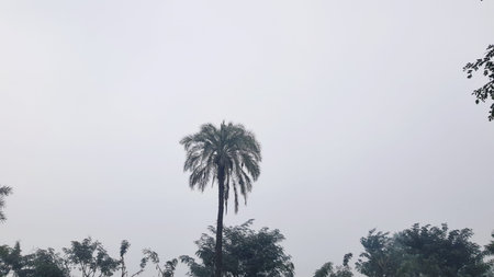 Silhouette of a palm tree on a foggy day.