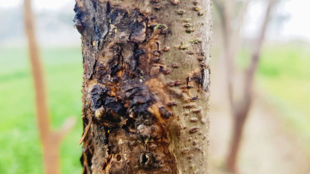 Close up view of termites on a tree in the garden.の写真素材