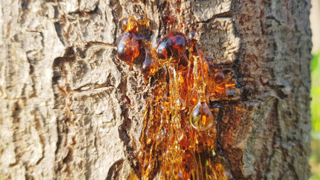Honey dripping from a tree. Honey dripping from a tree.の写真素材