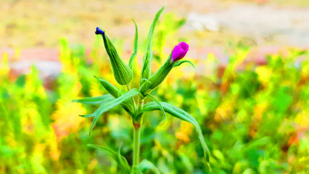 Purple flower in the garden with blur background,Thailand.