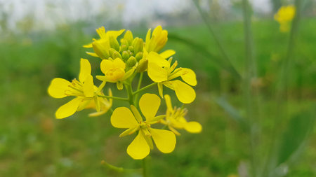 Close-up of a rape flower in the field with blurred background