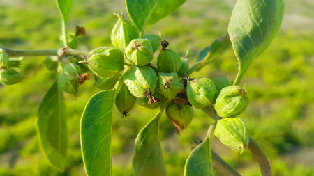 Close-up of green unripe figs growing on a branchの写真素材