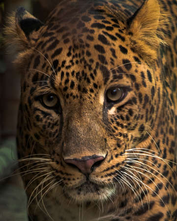 A close-up of a leopard looking right in the camera (Shallow depth of field used )