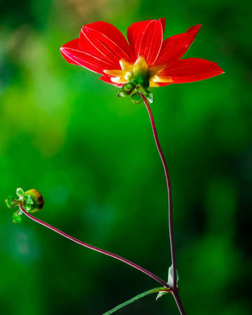 A red cosmos flower with green backgroundの写真素材