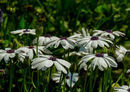 A dimorphotheca flower from the family of sunflower. Higher Classification is from Daisy familyの写真素材