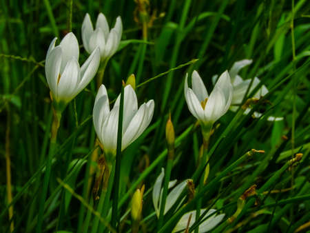 A couple of Autumn zephyr lily flowersの写真素材