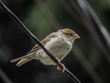 A common sparrow sitting on a wire spotted in Dharamshala, Indiaの写真素材