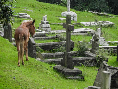 A horse in a graveyardの写真素材