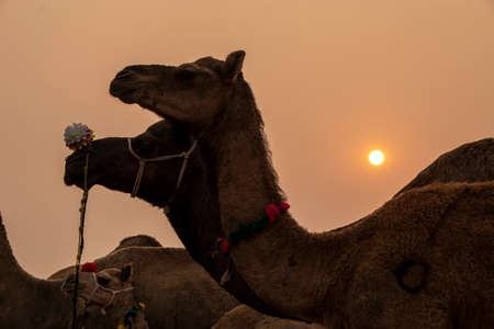 Two camels standing side by side in Pushkar Fairの写真素材