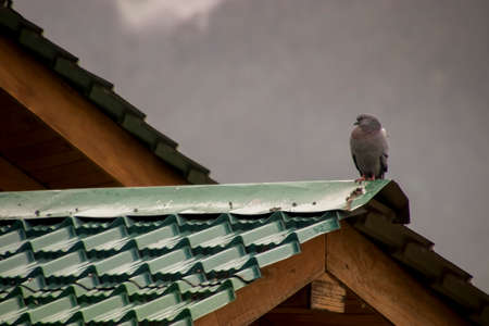 A pigeon sitting on a rooftop.の写真素材