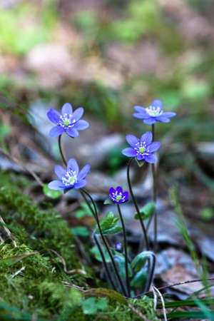Anemone in forestの写真素材