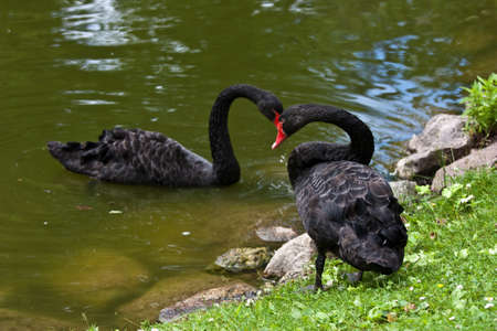 Black swanの写真素材
