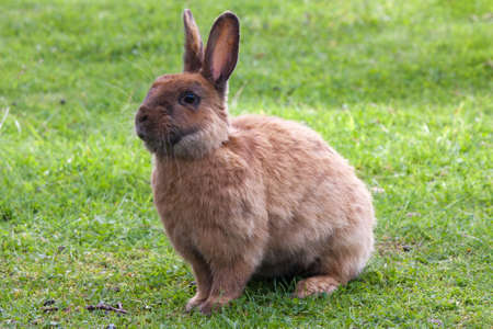 Brown rabbit in green grassの写真素材