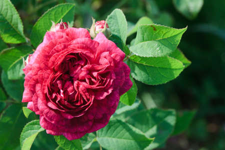 Red roseの写真素材