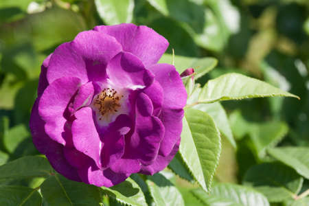 Violete roseの写真素材