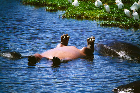 Hippoの写真素材