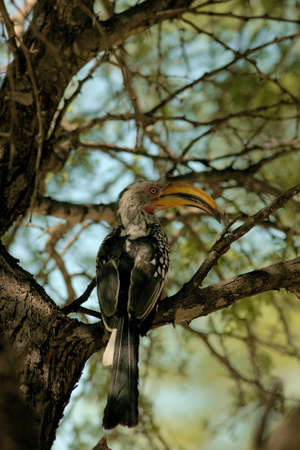 hornbillの写真素材