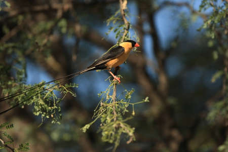 birdsの写真素材