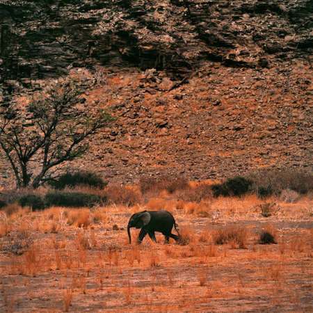 elephantの写真素材