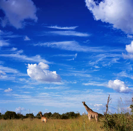 giraffeの写真素材
