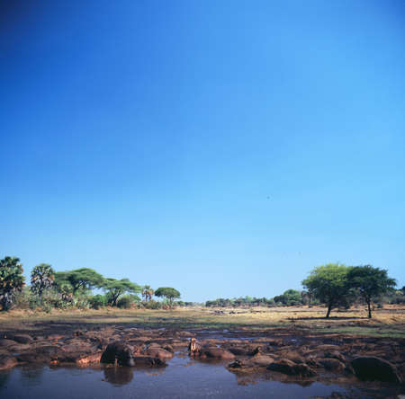 hippoの写真素材