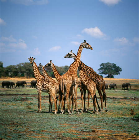 giraffeの写真素材