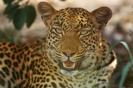 leopardの写真素材