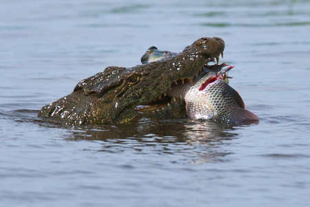 crocodileの写真素材