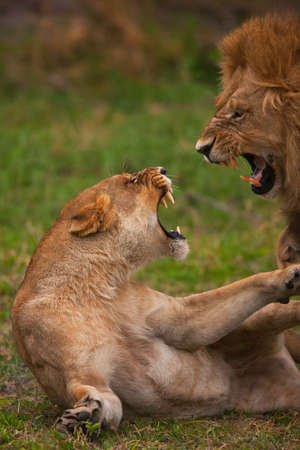 lionsの写真素材