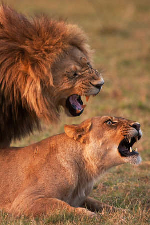 lionsの写真素材