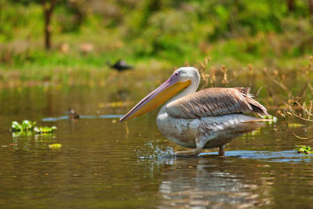 pelicanの写真素材