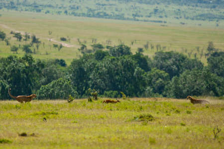cheetah