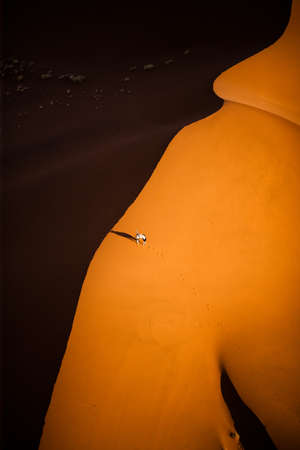 desertの写真素材