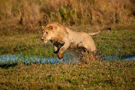 lionの写真素材