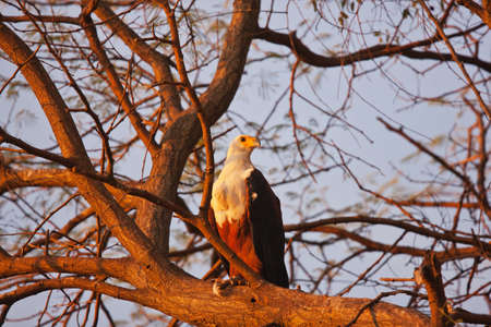 eagle