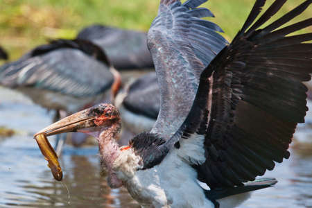 marabouの写真素材