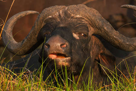 buffalo