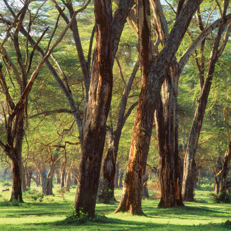 forestの写真素材