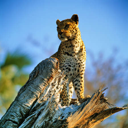 leopard