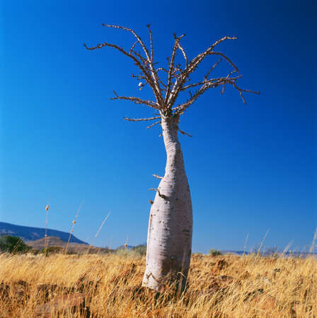 bottle treeの写真素材