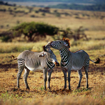 zebraの写真素材