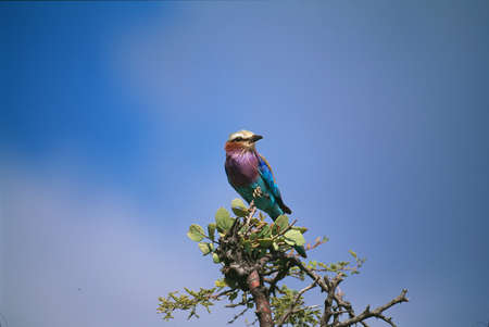 lilacの写真素材