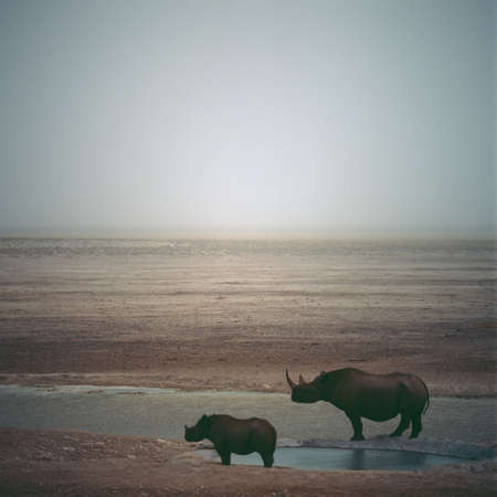 rhinoの写真素材