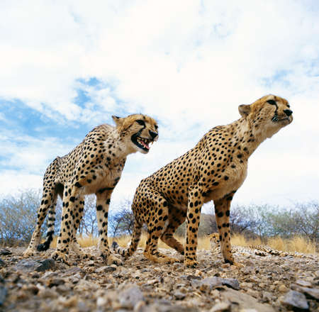 cheetahの写真素材