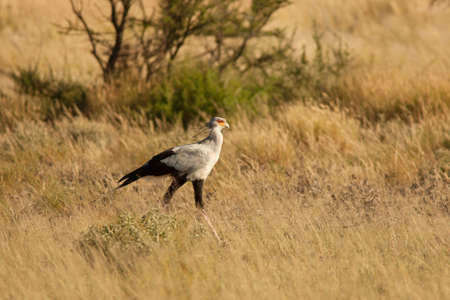 secretary birdの写真素材
