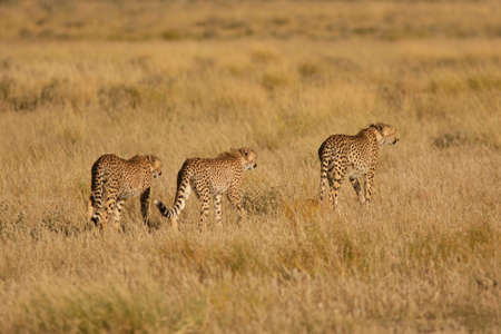 cheetahの写真素材