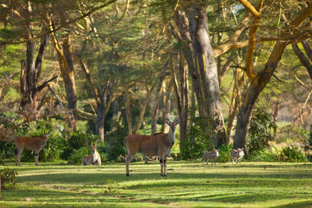elandの写真素材