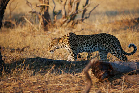 leopardの写真素材